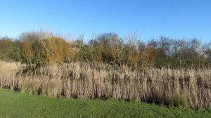 Wildlife of Elmley Nature Reserve, Kent 19/01/20