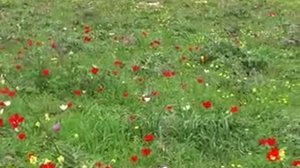 Kalaniot (Anemones) for Shoshana כלניות לשושנה