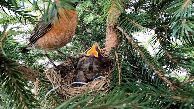 Mama Robin Bird Feeds 6 Day Old Babies & Cleans Poop смотреть онлайн