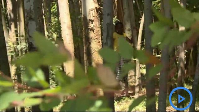 Meet 20-year-old Lily a Kenyan environmental enthusiast emulating Maathai