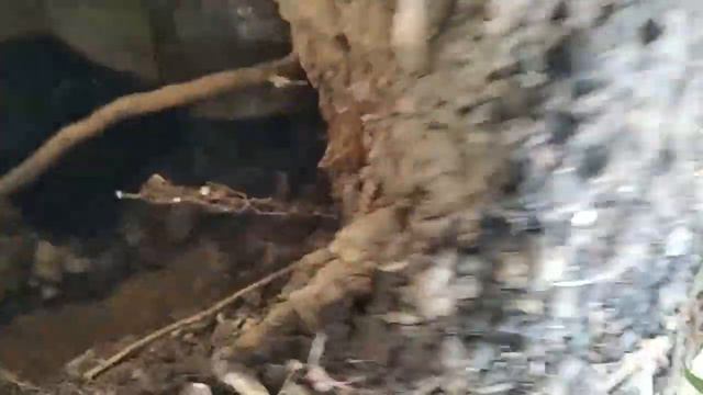 КошкаНервотрёпка. Котята уже подросли