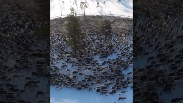 Странное явление... Ничего не напоминает?
Кружение стада или как еще называют такое явление?