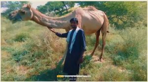 A herd of camels will eat grass | قطيع من الجمال العشب | ऊंटों का झुंड घास खाएगा