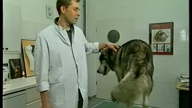 PET TV Malamuten смотреть онлайн