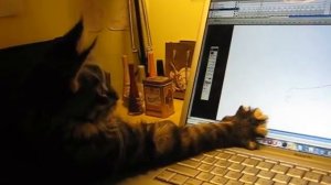 Julius - my maine coon animation mentor