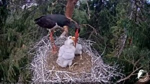 Melnais stārķis~Change of guard Kaupo brings fish~2:33pm 2018/06/05