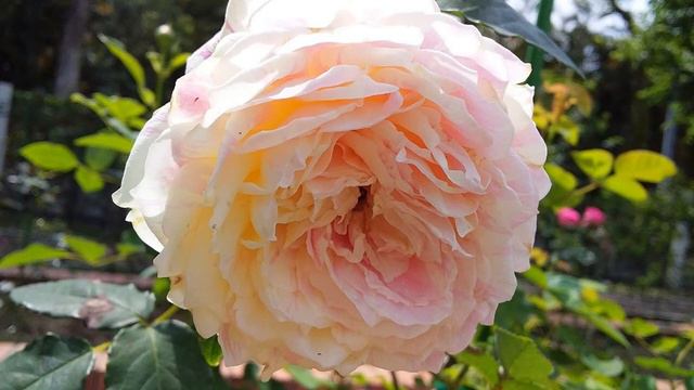 REBECCA PIDGEON─THE NEW YORK GIRLS' CLUB смотреть онлайн