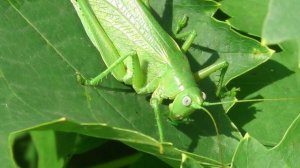 Хвостатый кузнечик  ( Tettigonia caudata )