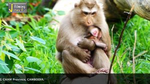 God, help...Awesome Mommy ALLY catches Newborn baby monkey ALBERT & h-a-n-gs up wrongly p-i-t-ifull