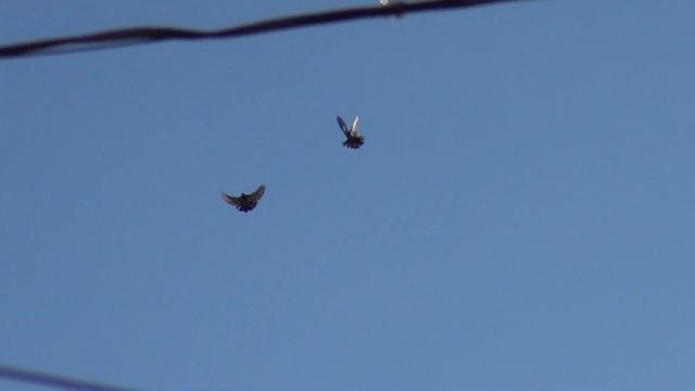 Николаевские голуби 14 11 2022г 2 смотреть онлайн