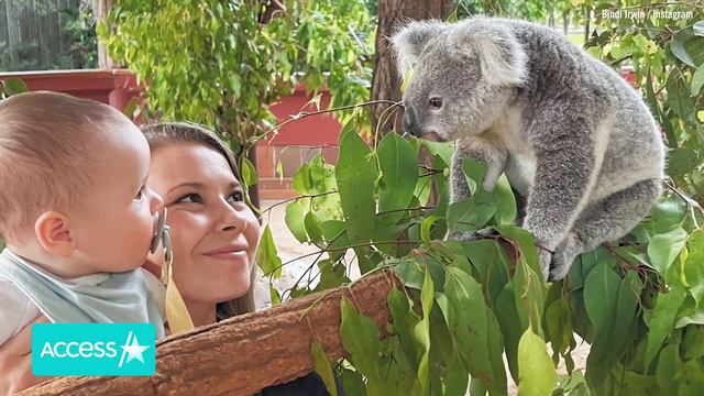 Bindi Irwin & Family Collab w/ Paris Hilton On Epic Ad смотреть онлайн