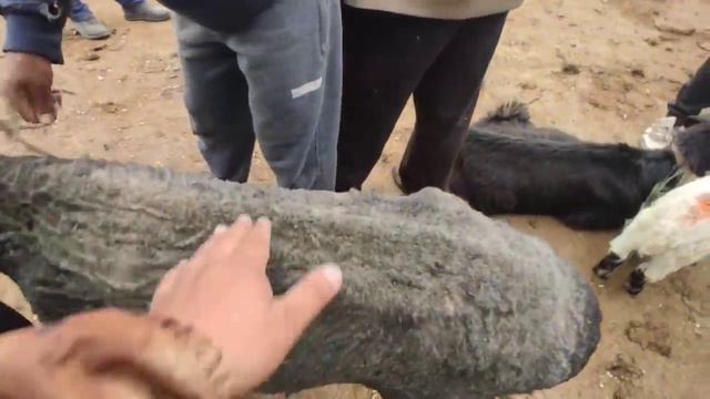 АРАЛАШ АТ,МАЛ,КОЙ БААРЫНАН БАР АК БАТА 20.04.21 смотреть онлайн