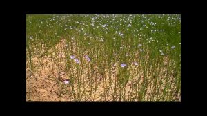 The Flax Field