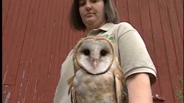 Fermilab re-introduces barn owls on site смотреть онлайн