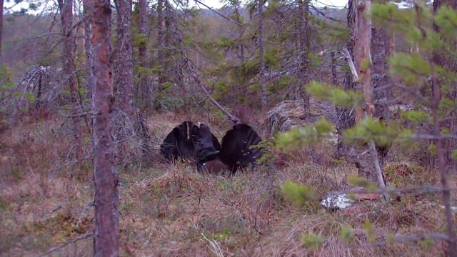 A l'affût des grands tétras смотреть онлайн