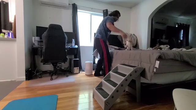 Playtime with Sonny the chihuahua! смотреть онлайн