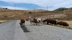 Transhumance Gran Sasso Abruzzo Italy