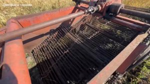 КАРТОШКА,УРОЖАЙ 2024г.