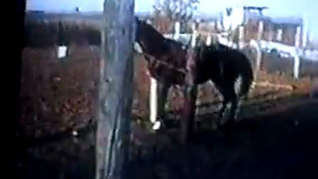 Caballo Bailador Se Vende смотреть онлайн