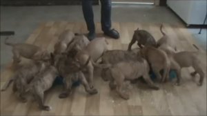 Dogo canario puppies