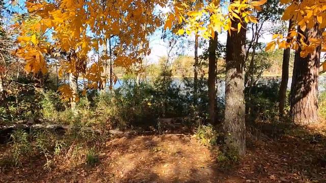 Little Pee Dee State Park Lake Norton Dillion South Carolina Park and Campsite Tour & Beaver Trail смотреть онлайн