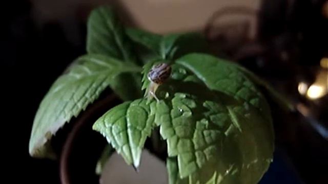 schnecke kriecht am blatt смотреть онлайн