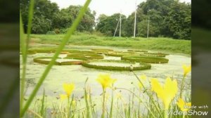 Take a quick look at Acharya Jagadish Chandra Bose Indian Botanical Garden