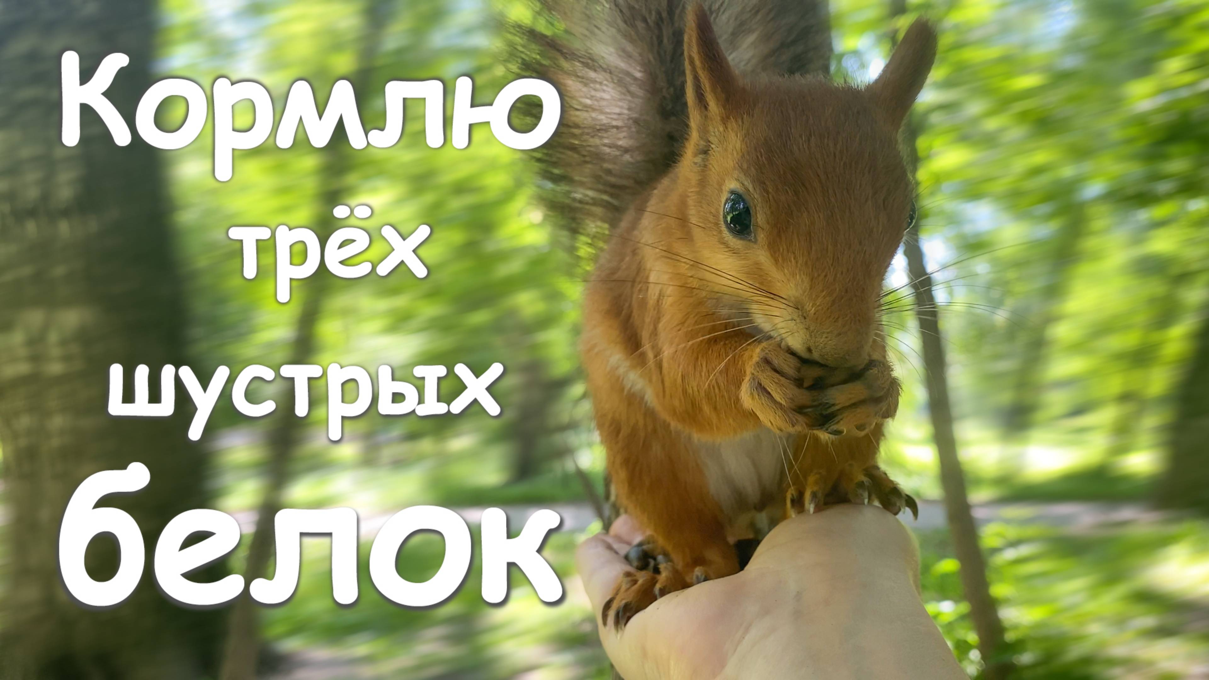 Кормлю трёх наглых белок. Белка поцарапала мне руку длинными когтями.