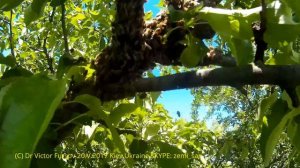 American & Ukrainian Beekeepers Collect Swarm at Apiary of Vasyl Priyatelenko, Kiev, Ukraine