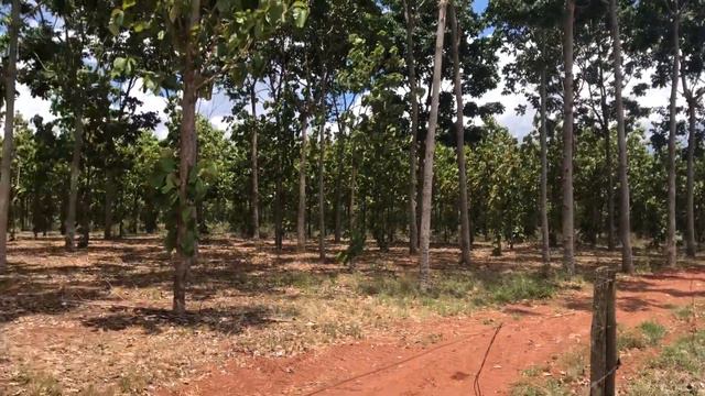 Consórcio de Teka com Mogno Africano,12 anos de plantio. смотреть онлайн