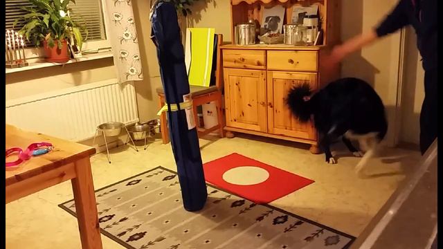 Vinteragility Iso runt stolpe 20151217