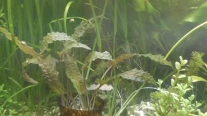 Криптокорина беккета петча (маленький куст)