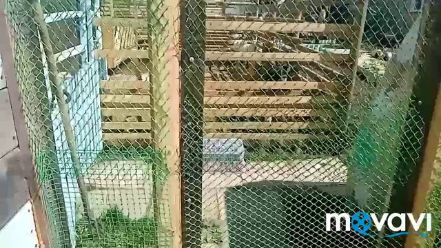 Выгул для птицы всё цветёт