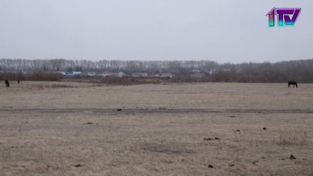 18.11.19. «Скотокрад» смотреть онлайн