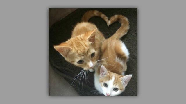 katharine mcphee - terrified [sped up] смотреть онлайн