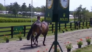 William Fox Pitt & Bay My Hero Rolex Jog