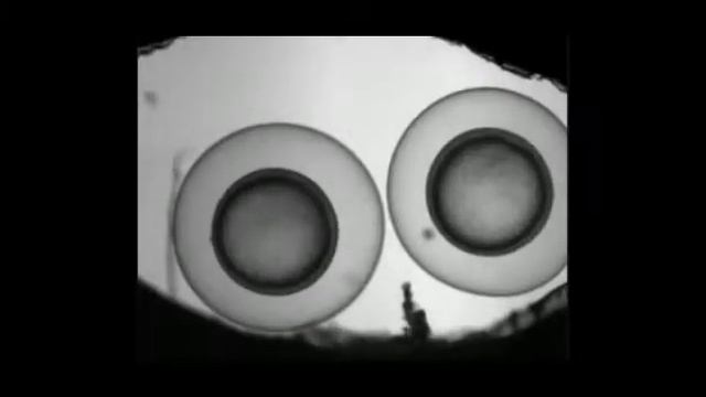 Reproducción en Peces Betas. смотреть онлайн