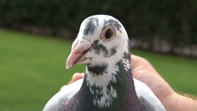 Faber Roland i Denis - Hamburg смотреть онлайн