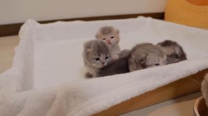 A kitten that was surprised when its mother suddenly jumped out while breastfeeding was so cute.