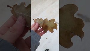 песня не копия пиратская