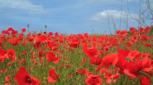 In Flanders Fields - original composition