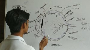 Structure of Human Eye ( Hindi) | Anatomical Structure and Function of Human Eye |  EYE | Human Eye