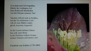 Frühlingsgruß        Gedicht  Friedrich  von  Schiller