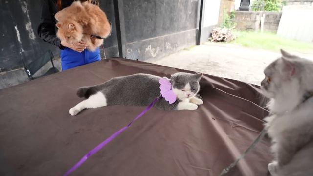 AJAK JALAN - JALAN PARA KUCING!! BOO SEMBUNYI DI DALAM KOPER!! смотреть онлайн