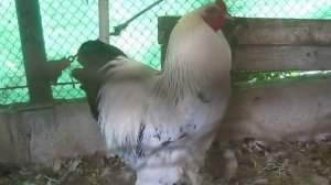 A brahma rooster