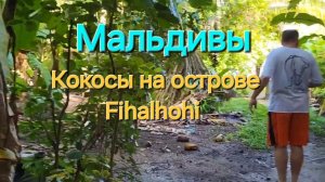 Мальдивы в ноябре. 23 серия. Прогулка по Fihalhohi. Где на острове найти кокос?