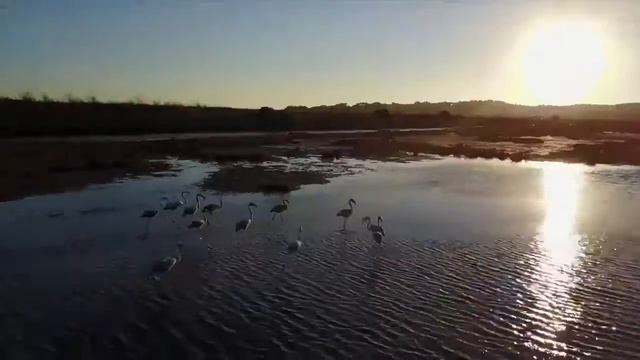 Birdwatching Algarve  Flamingos at Ria do Alvor смотреть онлайн