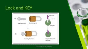 Enzyme Kinetics I Lock & Key model and Induced fit Model