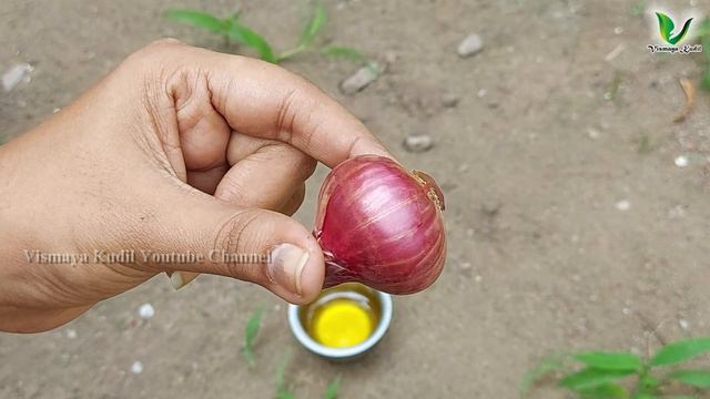 தோல் சிவக்க சிவக்க  இதை தேய்த்தால் உள்ளே சென்று வழுக்கையில் கூட முடி வளர வைக்கும்  baldness solutio смотреть онлайн