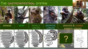 Lemur Science 201: How Lemurs survive on leaves